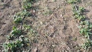 действие гербицида на траву Фузилат Форте гербицид от узколистных сорняков