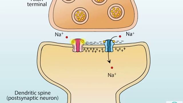 AMPA and NMDA receptors смотреть онлайн