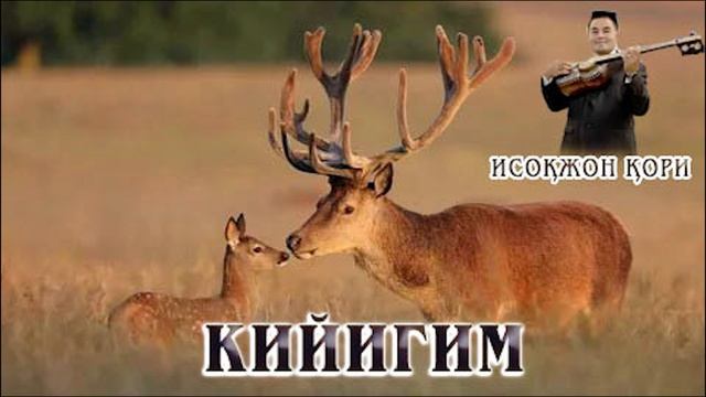 Исокжон кори-Кийигим