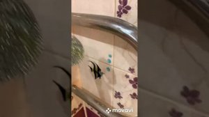 ГЛУБОКАЯ УБОРКА В ВАННОЙ КОМНАТЕ/Deep cleaning in the bathroom/