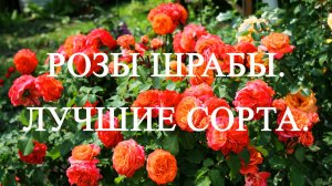 Розы шрабы. Лучшие сорта.