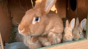 Утро на моей ферме, кролики