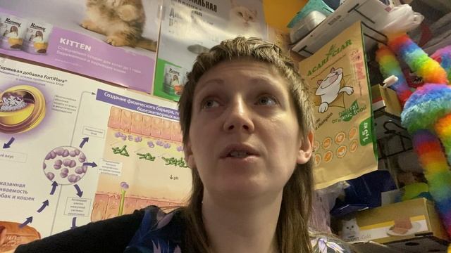 Обзор на корм для кошек Primordial смотреть онлайн