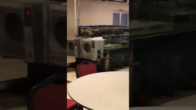 Устрицы на Борнео #путешествия #travel #устрицы #морепродукты #борнео смотреть онлайн