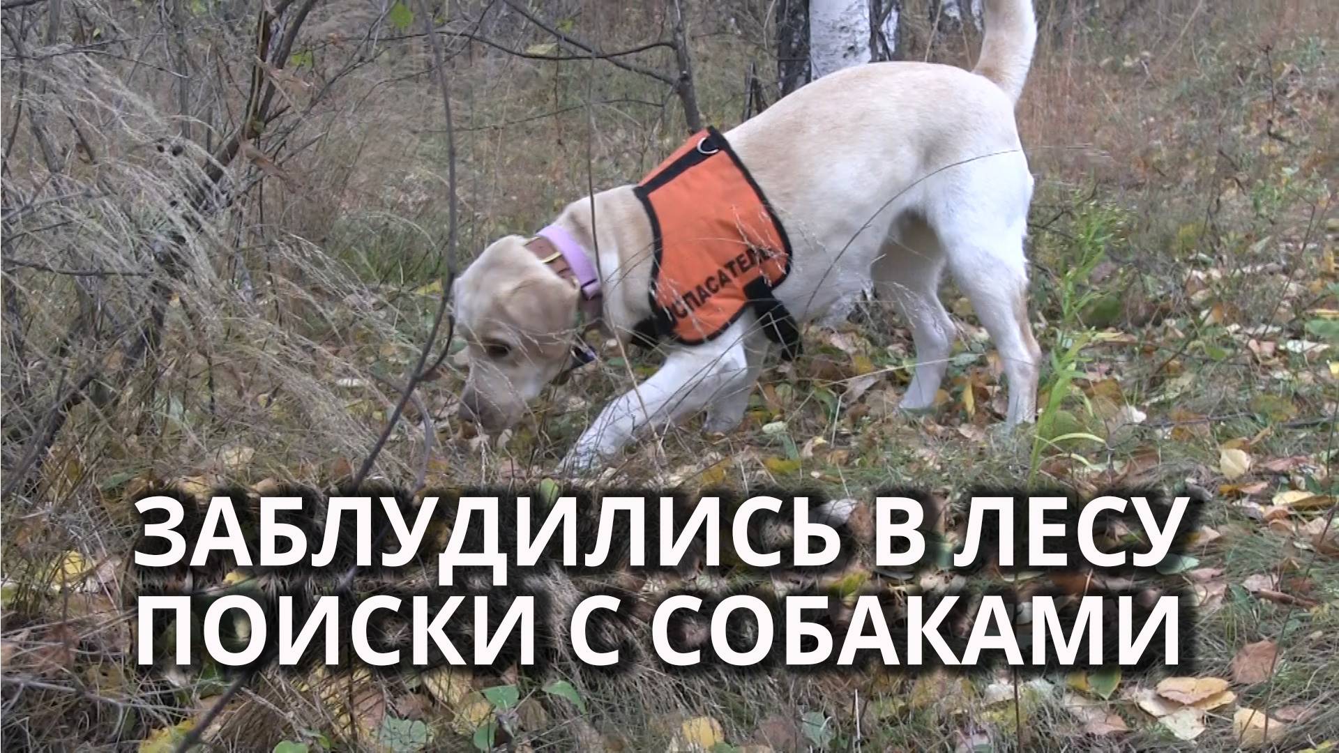 Собаки помогают спасателям найти заблудившихся грибников смотреть онлайн