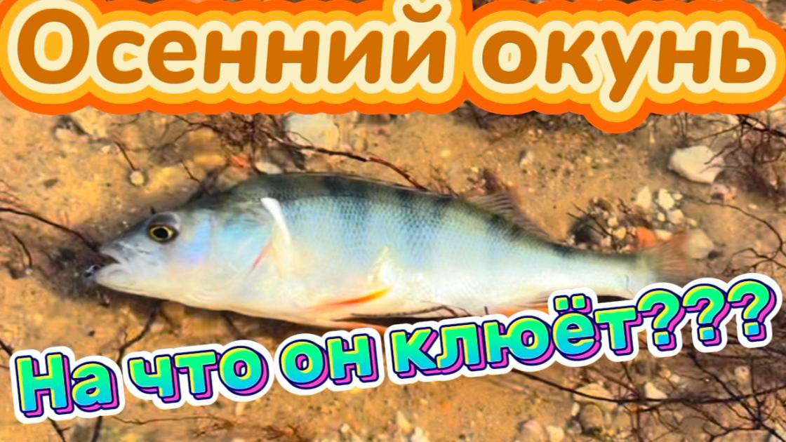На что клюёт окунь осенью? Рыбалка на микроджиг с берега.