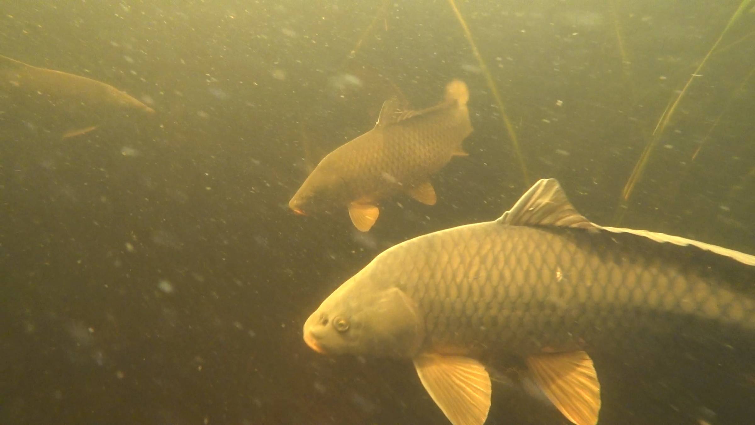 Подводная охота " ВЕСЕННЯЯ АСТРАХАНЬ " смотреть онлайн