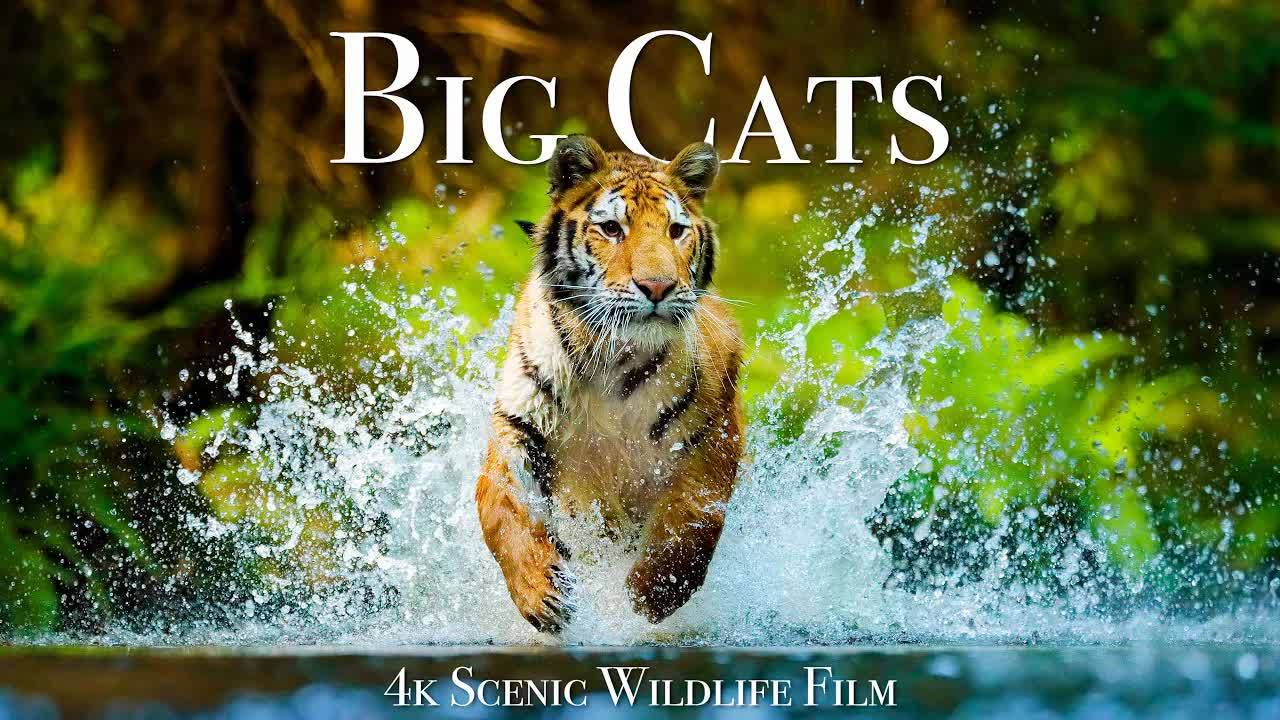 Big Cats Of The World 4K - Scenic Wildlife Film With Inspiring Music смотреть онлайн