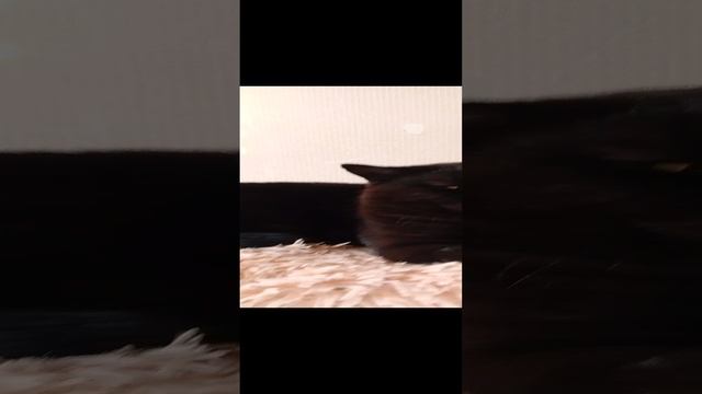 Обзор на кота смотреть онлайн