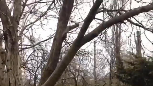 леший лесной смотреть онлайн