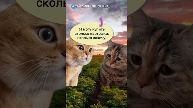 В поле. Часть 2 #мыкотики #вмем #разговор #анекдот #шутки #кот #юмор #смешное #прикольно #мемы #cat смотреть онлайн