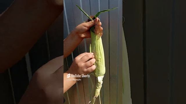 всякая хрень