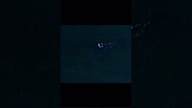 Алабама, США, 31 октября 2024 года, безумный плазмоид или что-то в этом духе попал на камеру смотреть онлайн