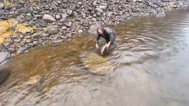 TAIMEN ON A WIGHT MOUSE 2