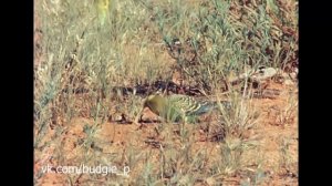 Волнистые попугаи в дикой природе. Кадры 1983 г.