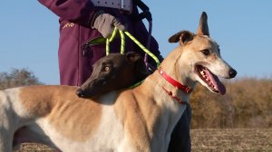 Состязания грейхаундов по зайцу-русаку