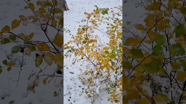 Снег и листья ноябрь 2024