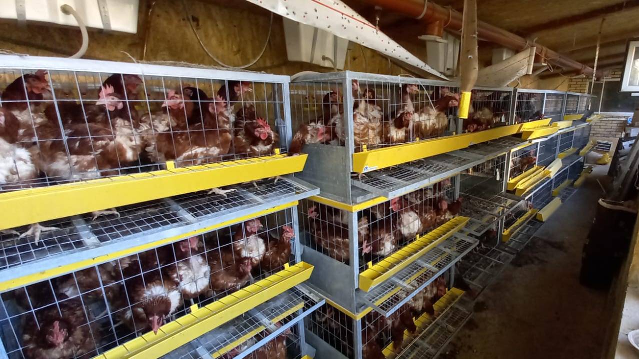 Куры несушки. Автономный курятник. смотреть онлайн