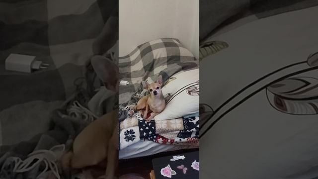 Реакция Джонни на слово 