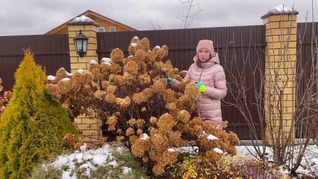 Обрезка метельчатой гортензии
