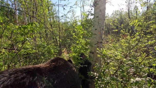 Если бы не медведи, такого бы не увидел. смотреть онлайн