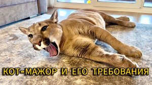 Кот-мажор и его требования