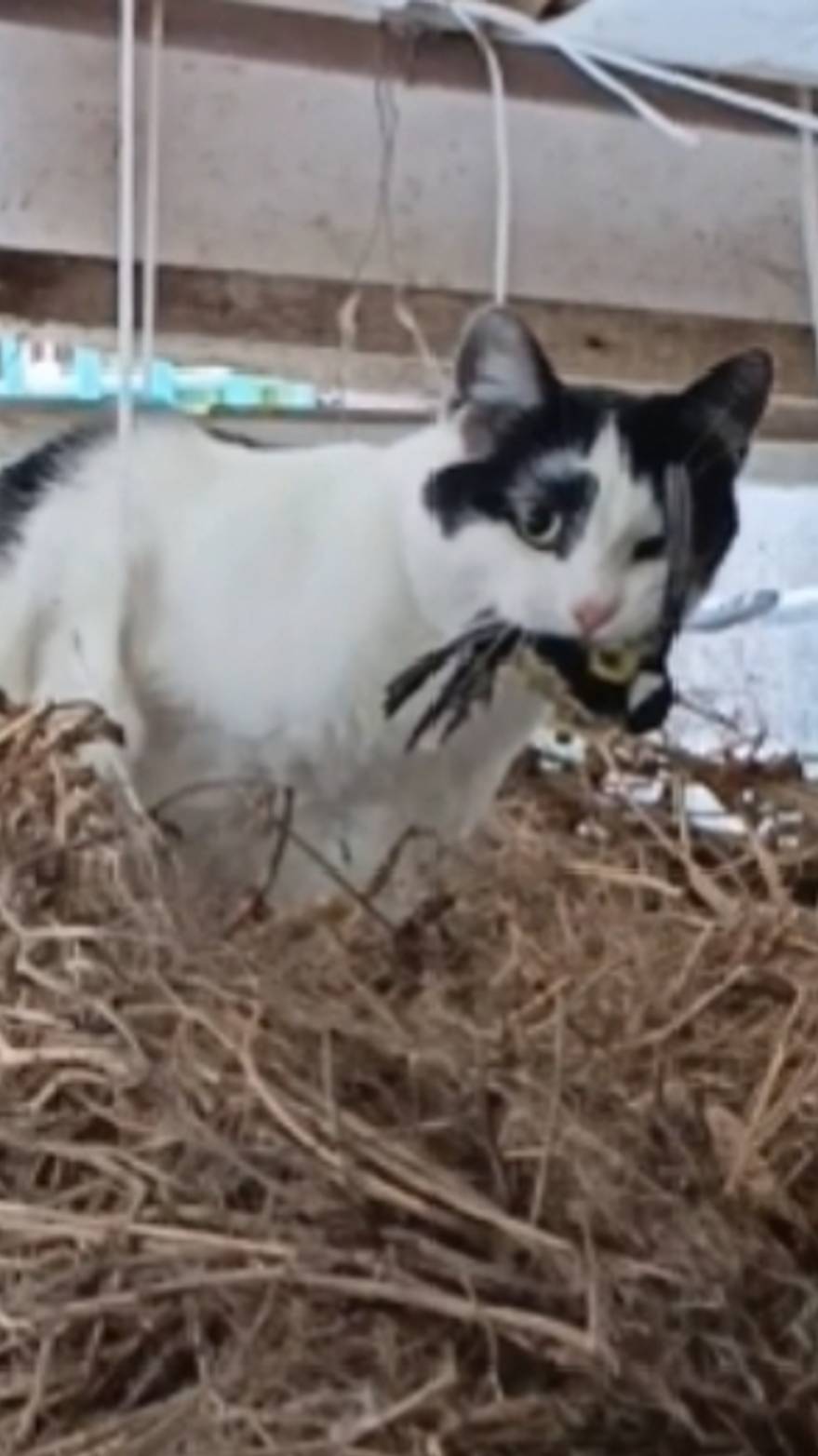 Милый котик поймал птичку коты охотятся. смотреть онлайн