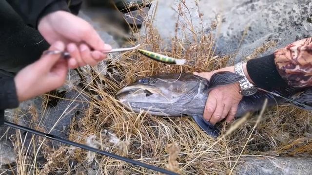 Fishing For Taimen (Hucho) Angeln Auf Taimen (Huchen) In Siberia (2)