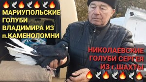 Мариупольские Владимира из Каменоломни, николаевские Сергея из Шахт на ярмарке голубей в г.Шахты