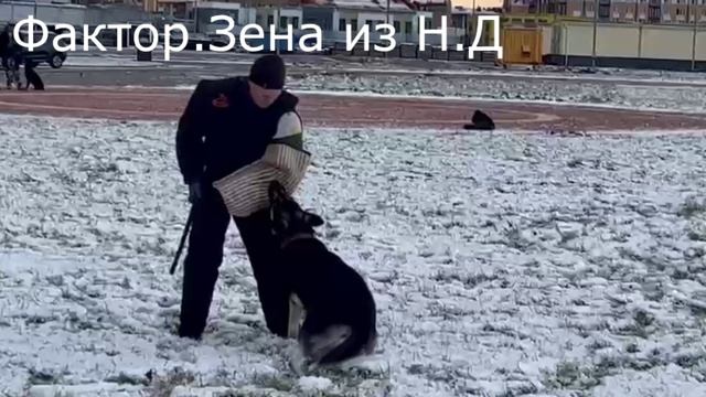 ЗЕНА из Невского Десанта 03.11.24 Невская Застава смотреть онлайн