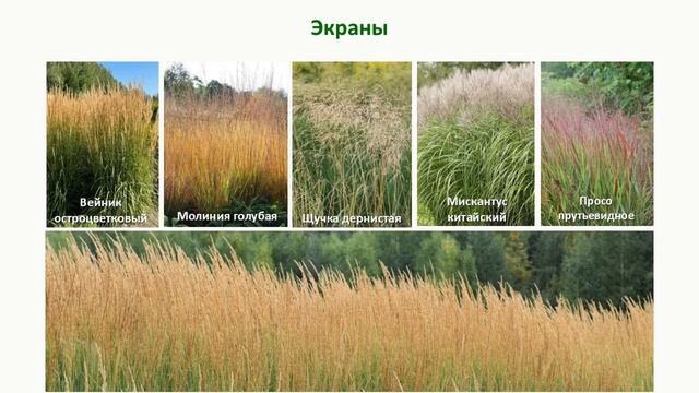 Цветочный квест. 1 станция - Мир соцветий. смотреть онлайн