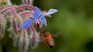 Наша природа