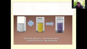 строение семени