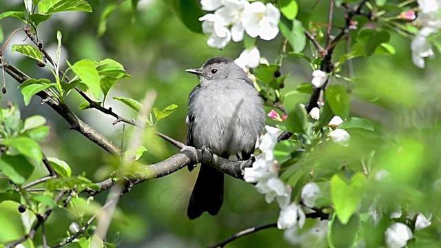 Успокаивающие Звуки Леса смотреть онлайн