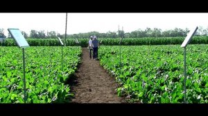 КубГАУ 2024 мой университет. Видео Кубанского государственного аграрного университета