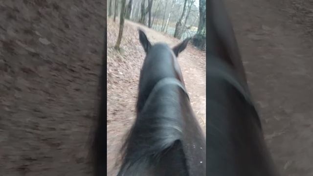 ГЛАМУР последняя прогулка _20191231_111049 смотреть онлайн