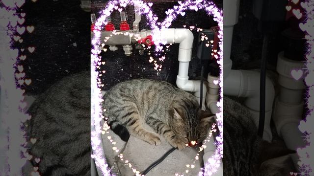 моя милая девочка кошка баст смотреть онлайн