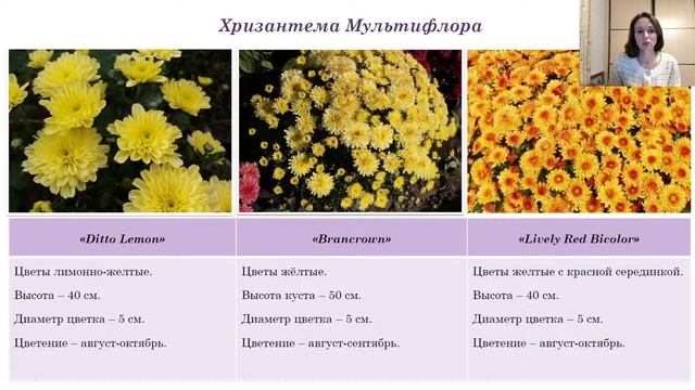 Цветочное чаепитие. Хризантемы смотреть онлайн
