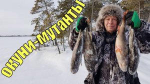 День монстров. Окуни-мутанты на озере ХМАО.