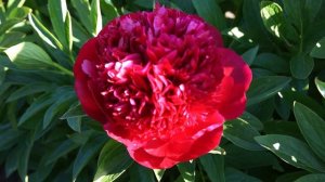 Пион RED CARPET