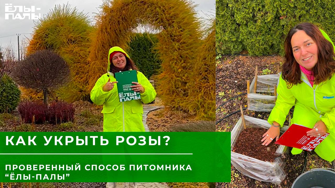 Укрытие роз на зиму. Проверенный способ питомника ЁЛЫ-ПАЛЫ