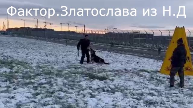 ЗЛАТОСЛАВА из НЕВСКОГО ДЕСАНТА ПРК 03.11.24 смотреть онлайн