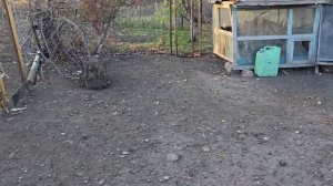 Осенние будни в селе 🍂Вспахали огород, убрали листья, собрали айву. Навела порядок в серванте