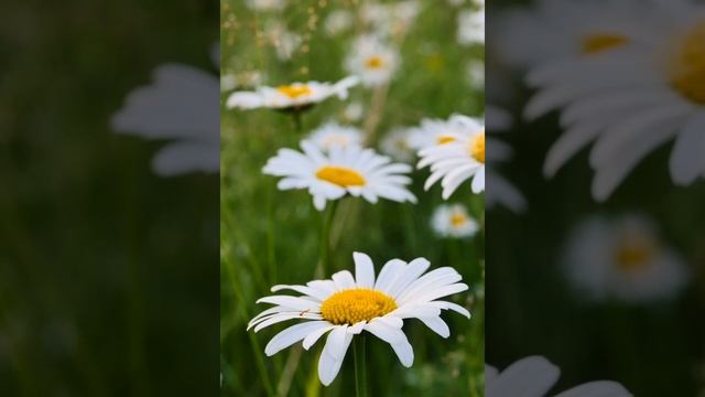 Стих 🙏 Иисус Христос 🙏 смотреть онлайн