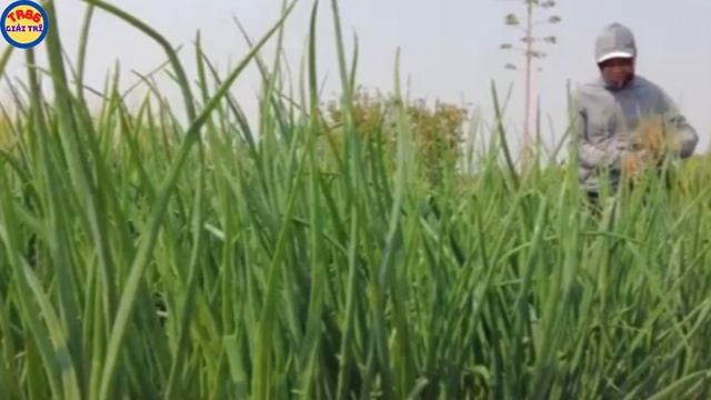 CÔNG GIÁP: Tiết Lộ Một Loại Nông Sản Rất Bình Thường ở VN, Là Đặc Sản Angola, Thương Lái TQ Săn Lùn смотреть онлайн