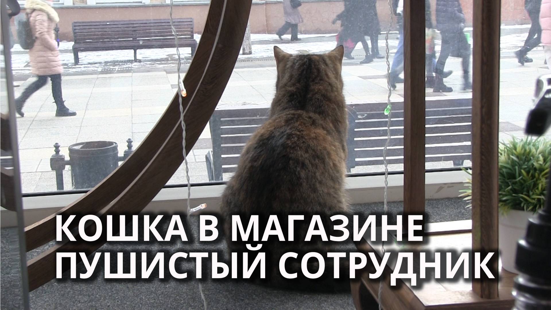 В Саратове в витрине магазина живет кошка смотреть онлайн