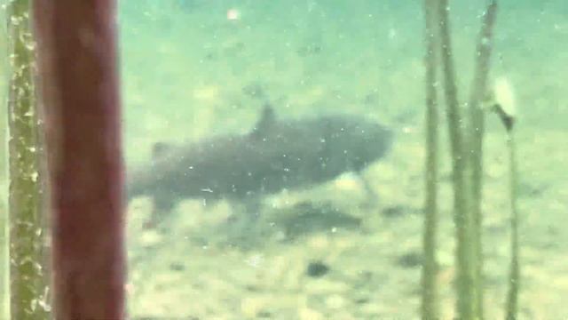 TAIMEN UNDER THE WATER SIBERIA