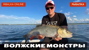 Рыбалка на Волге с Андреем Старковым: Трофейный голавль