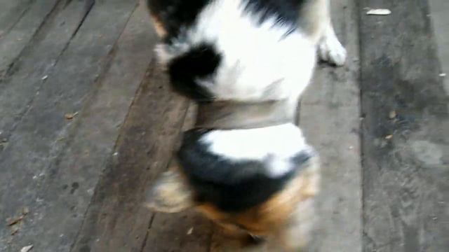 Собака мастерски грызет кость смотреть онлайн