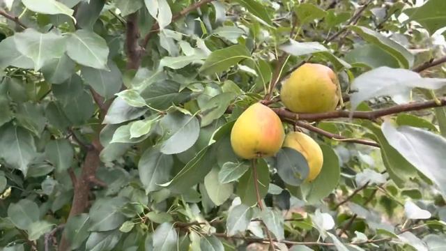 Груша Красуля смотреть онлайн